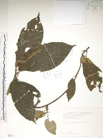 藏品(水冬瓜)的圖片