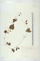 藏品(黑果馬交兒)的圖片