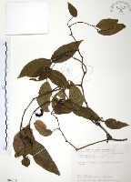 藏品(風藤)的圖片