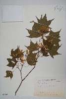 藏品(青楓)的圖片