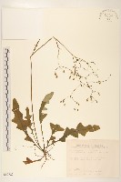 藏品(刀傷草)的圖片