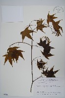 藏品(青楓)的圖片