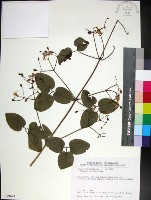 藏品(麥氏鐵線蓮)的圖片