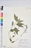 藏品(山靛)的圖片