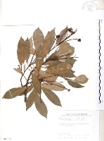 藏品(豬腳楠)的圖片