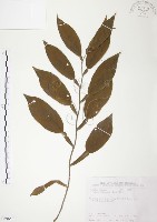 藏品(柚葉藤)的圖片