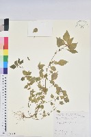 藏品(短序鐵莧菜)的圖片