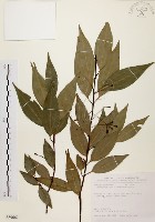 藏品(山肉桂、台灣肉桂)的圖片