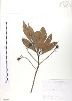 藏品(豬腳楠)的圖片