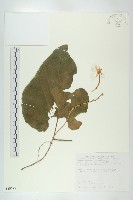 藏品(王瓜)的圖片