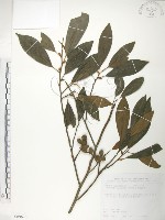 藏品(烏心石)的圖片