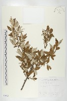 藏品(小葉胡頹子)的圖片