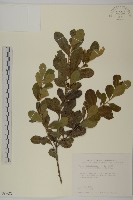 藏品(厚葉衛矛)的圖片