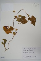 藏品(薄葉牛皮消)的圖片