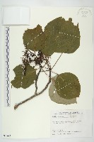 藏品(燈台樹)的圖片