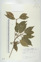 藏品(薯豆)的圖片