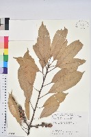 藏品(短尾葉石櫟、嶺南柯`東南石櫟)的圖片