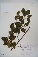 藏品(紅子莢迷)的圖片