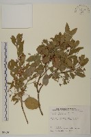 藏品(刺果衛矛)的圖片