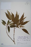 藏品(臺灣樹參)的圖片