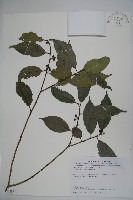 藏品(糊樗)的圖片