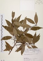 藏品(山肉桂、台灣肉桂)的圖片