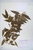 藏品(狹葉莢迷)的圖片