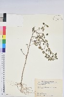 藏品(印度鐵莧)的圖片