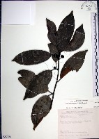 藏品(九重吹、九丁樹、脈葉榕、大葉九重吹)的圖片