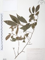 藏品(台灣山桂花)的圖片