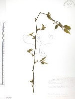 藏品(小構樹)的圖片