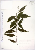 藏品(華八仙)的圖片