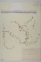 藏品(天蓬草、雀舌草)的圖片