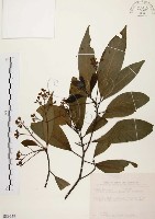 藏品(香楠)的圖片