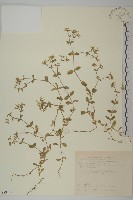 藏品(卷耳)的圖片