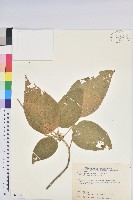 藏品(臺灣鐵莧)的圖片