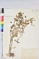 藏品(印度鐵莧)的圖片