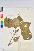 藏品(紅頭鐵莧、蘭嶼鐵莧)的圖片