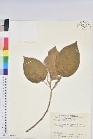 藏品(臺灣鐵莧)的圖片