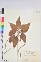 藏品(臺灣鐵莧)的圖片