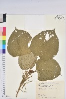 藏品(紅頭鐵莧、蘭嶼鐵莧)的圖片