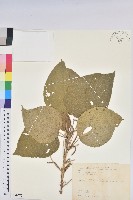 藏品(紅頭鐵莧、蘭嶼鐵莧)的圖片