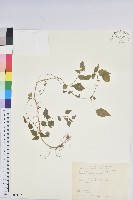 藏品(短序鐵莧菜)的圖片