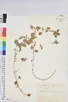 藏品(小葉鐵莧)的圖片