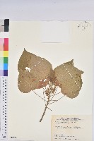 藏品(紅頭鐵莧、蘭嶼鐵莧)的圖片