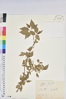 藏品(恆春鐵莧)的圖片