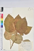 藏品(花蓮鐵莧、臺東鐵莧)的圖片