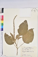 藏品(臺灣鐵莧)的圖片