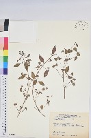 藏品(鐵莧菜)的圖片