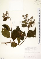 藏品(九芎)的圖片